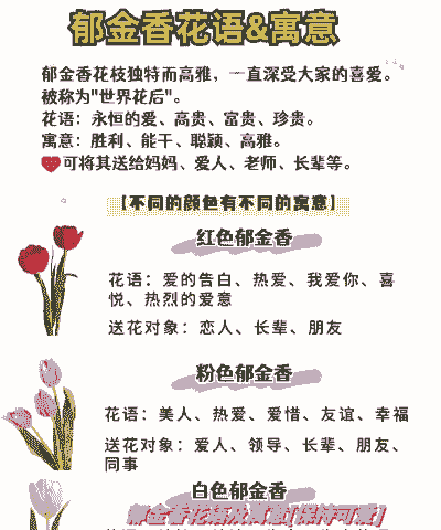 10朵郁金香的花语