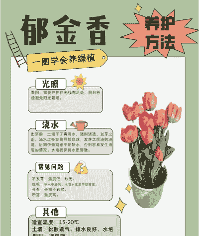 郁金香的种植和养殖方法