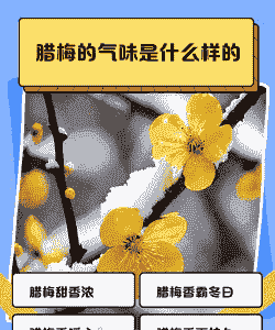 腊梅花的味道
