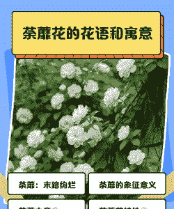 荼蘼的花语和寓意