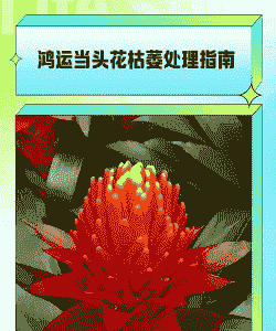 鸿运当头花中间的花枯萎怎么办