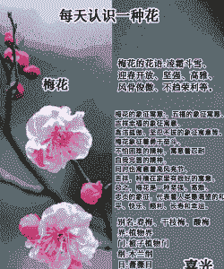 梅花的花语是什么