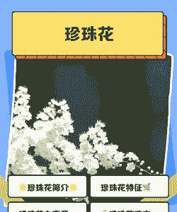 怎么辨别珍珠花