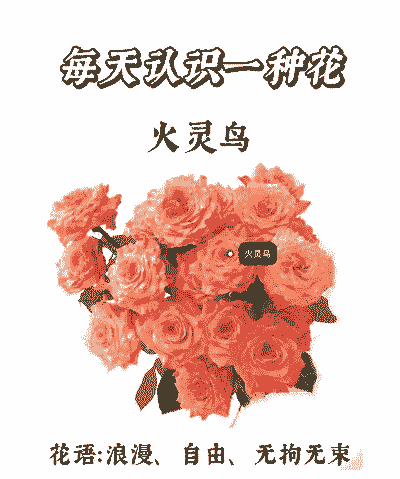 火灵鸟花语是什么
