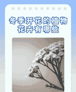冬天的花有哪些