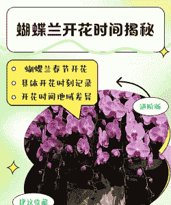 蝴蝶兰可以开多久