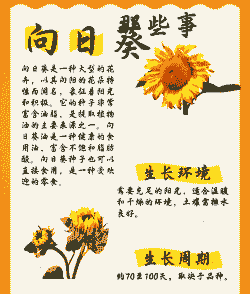 向日葵象征着什么意思