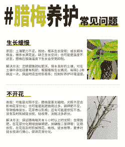 水养腊梅花期多久