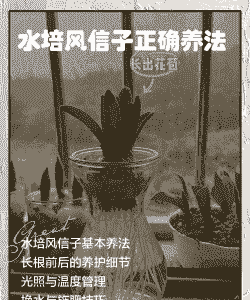 水培风信子怎么养