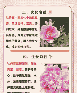 牡丹花代表什么象征意义