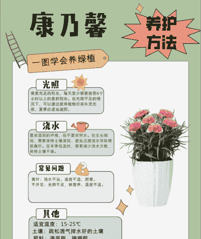 康乃馨怎么养家庭养法