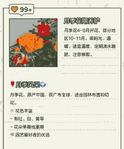 月季花几月份开花