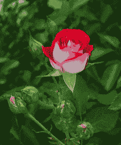 月季花的花瓣像什么