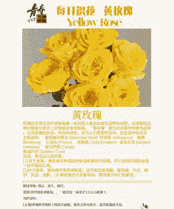 黄玫瑰真正的花语