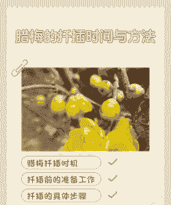 腊梅的扦插时间与方法