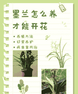 墨兰什么时候开花