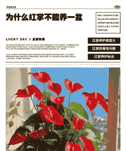 为什么红掌不能养一盆