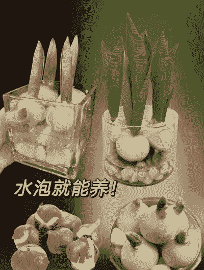 郁金香可以水培吗