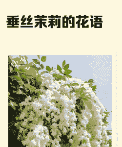 垂丝茉莉的花语
