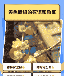 黄色腊梅花的花语和寓意