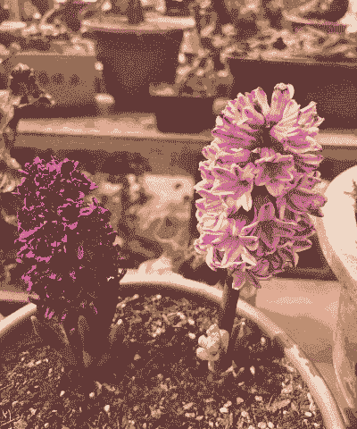 风信子花期多少天