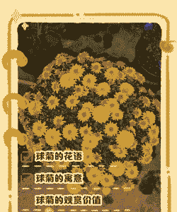 球菊的花语和寓意