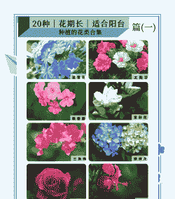 茉莉花几月份开花