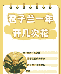 君子兰一年开几次花