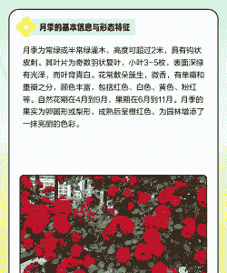 月季是什么科什么属的植物