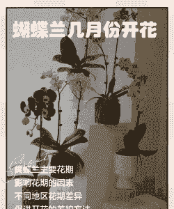 蝴蝶兰几月份开花