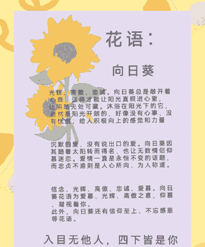 太阳花代表什么象征意义