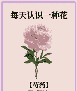 芍药花花语及寓意