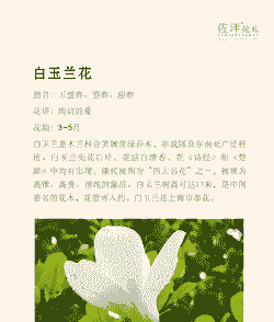 白玉兰的寓意和花语