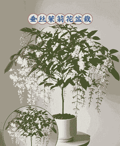 垂丝茉莉一年开几次花