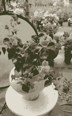 茶花喜阴还是喜阳?