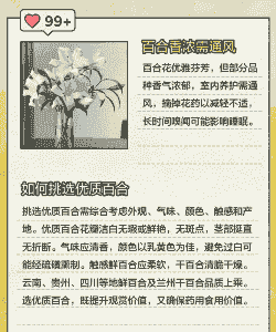 百合花的香味有毒吗