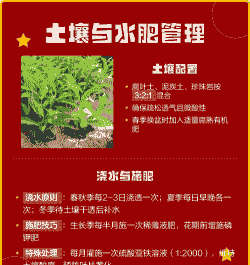 双色茉莉喜阴还是喜阳