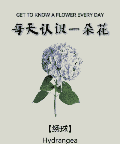 绣球花另一个名字