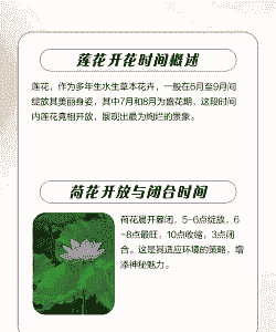 荷花几点开放