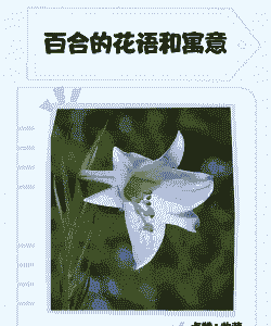 百合的花语是什么意思