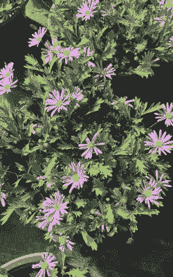 姬小菊是多年生还是一年生的