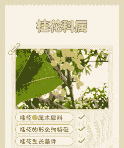 桂花什么科