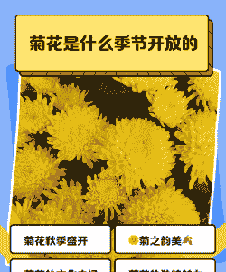 菊花什么季节开放