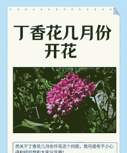 丁香花几月份开花