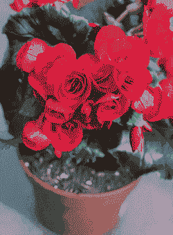 丽格海棠一棵能养几年