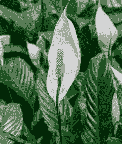 白掌花有毒吗?家里能养吗