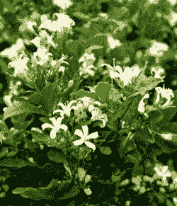 九里香喜阴还是喜阳