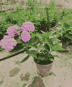 无尽夏一年开几次花