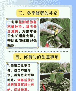 朱顶红几月份全部剪掉叶子