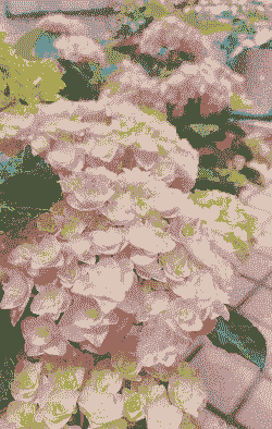 绣球花能晒太阳吗